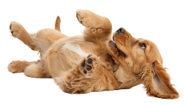 Dog lying on its back