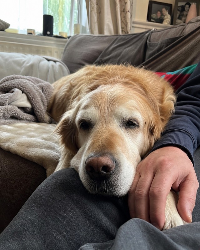 A senior golden retriever resting beside their person at home