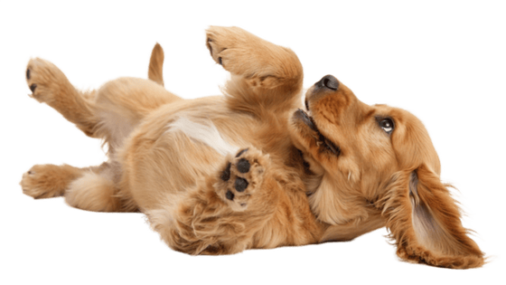 Dog lying on its back