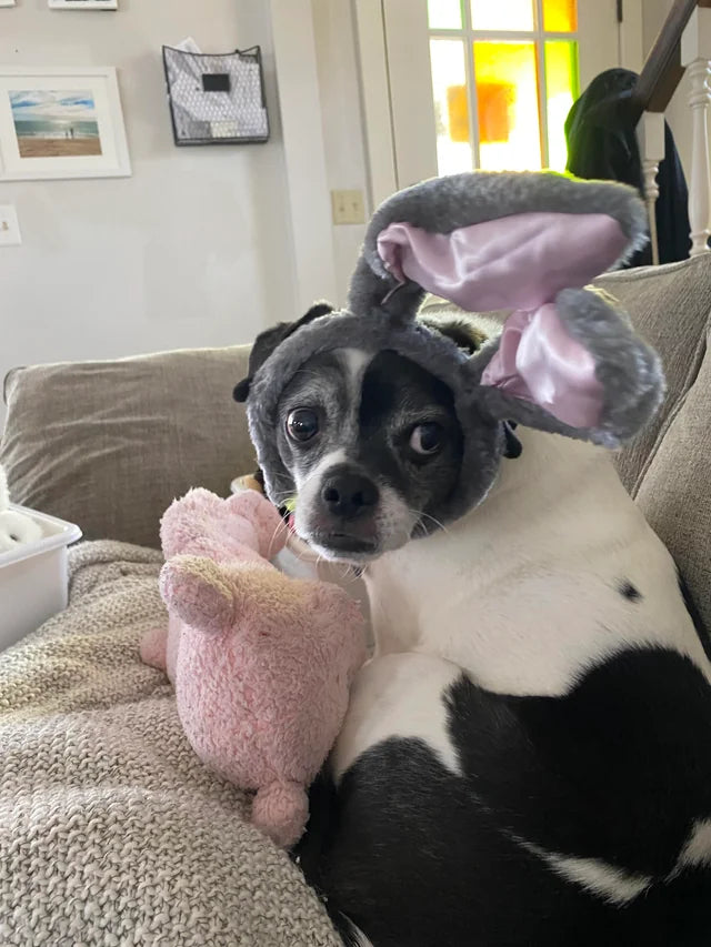 Small dog listening to music