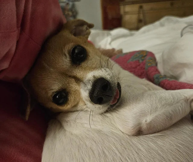 Dog resting on a bed