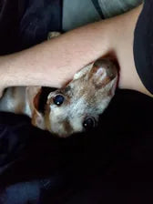 Dog looking up at its owner