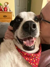 Smiling dog with its owner